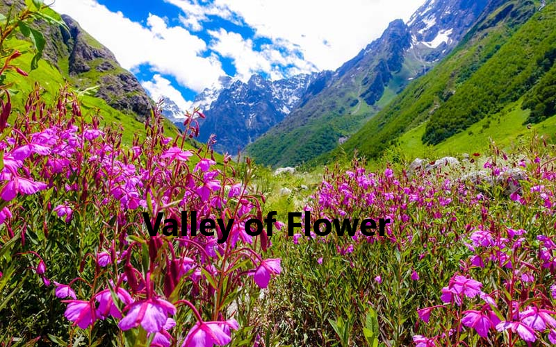 valley of flower